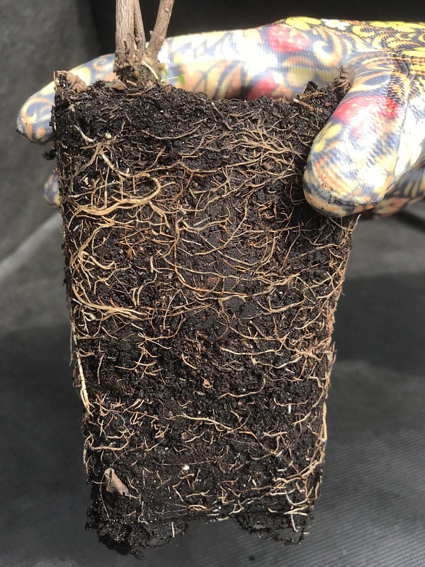 Снежноягодник Хенаульта Хенкок 1 шт Р9